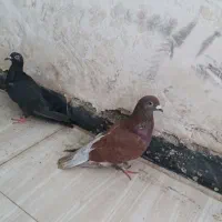 کبوتر و آغول پرنده