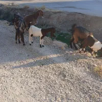 فروش‌بز‌اسرایلی‌|حیوانات مزرعه|فلارد, |دیوار