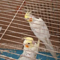 عروس هلندی