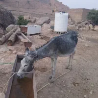 الاغ