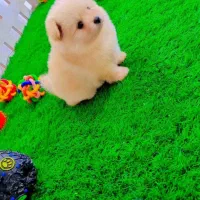 پامران تربیت شده عدد بالا