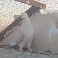 کبوتر|پرنده|گلبهار, شهر جدید گلبهار|دیوار