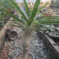 گیاهان اپارتمانی و کلکسیونی|گل و گیاه طبیعی|صفادشت, |دیوار