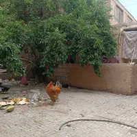 خروس|حیوانات مزرعه|نجفآباد, الله اکبر|دیوار