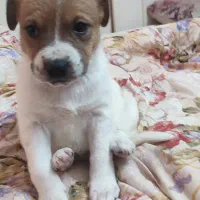 واگذاری غیر رایگان توله ۲ماهه ماده جک راسل