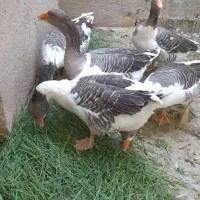 فروش غاز