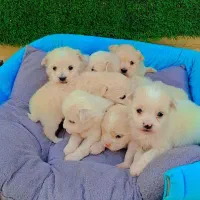 مالتیز عروسکی