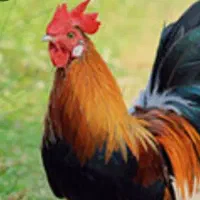 خروس