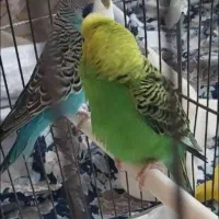 سه جفت مرغ عشق بالغ