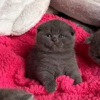 دنیای گربه های اصیل و زیبا( بریتیش پرشین اسکاتیش )|گربه|گرگان, |دیوار