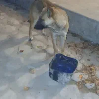 سرحال مناسب برای جفت گیری سن زیر یک سال