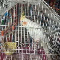 عروس هلندی نر لوتینو|پرنده|قم, انسجام|دیوار