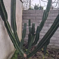 گل زیبای کاکتوس چتد متری