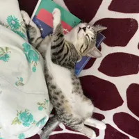 گربه|گربه|بوکان, |دیوار