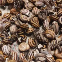 حلزون|خزنده|کرج, گلشهر|دیوار