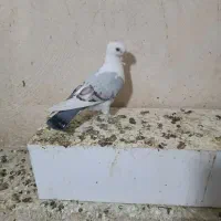 طاووسی|پرنده|مسجد سلیمان, |دیوار