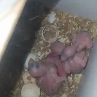 ملنگو مولد با چهار جوجه قفس و لانه