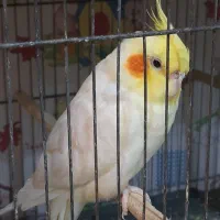 عروس هلندی نر|پرنده|لاهیجان, گلستان|دیوار