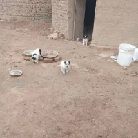 واگذاری ۴ توله سک ماده|سگ|قنوات, |دیوار