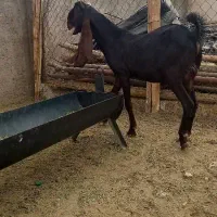 پازن..بز..کهره|حیوانات مزرعه|قیروکارزین, |دیوار