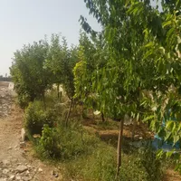 باغچه  با ۶۰تادر خت میوه با سهمیه آب و با سوییت|فروش خانه و ویلا|تهران, افسریه|دیوار