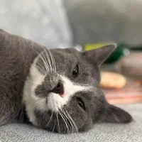 واگذاری رایگان گربه یکساله