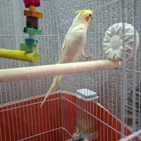 عروس هلندی لوتینو|پرنده|پیر بکران, |دیوار