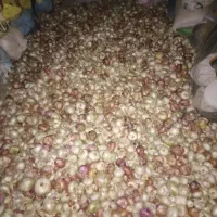 پیاز خوردنی