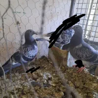 جفت جوجه پلاکی بهترین رگ خونی