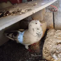 کبوتر تکپر|پرنده|دماوند, دماوند|دیوار