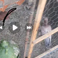 دوعدد گرفتنی زنبور|پرنده|قزوین, |دیوار