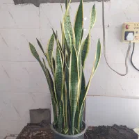 گل و گیاه سانسوریا ابلق|گل و گیاه طبیعی|اهواز, سیصد دستگاه|دیوار