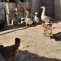 غاز ۴ تا