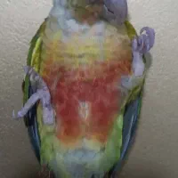 طوطی گرنچیک آناناسی ( جای دستشویی بلده )|پرنده|کاشان, شهرک خاتم الانبیا (مسکن ملی کاشان)|دیوار