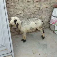 میش هیکلی خوش خوراک بشرط