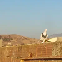 طوقی|پرنده|مینودشت, |دیوار