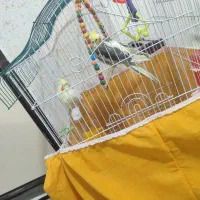 عروس هلندی|پرنده|فولادشهر, B8|دیوار