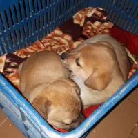 سگ اشپیتز|سگ|اصفهان, کشاورزی|دیوار