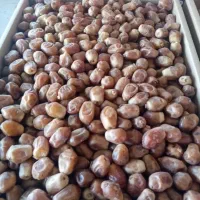 نگه داری باغ نخل