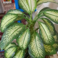 گل دیفن|گل و گیاه طبیعی|خاوه, |دیوار