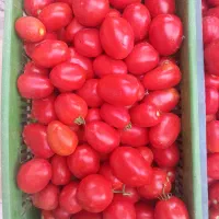 گوجه درجه یک برای رب