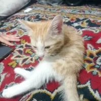 گربه واگذار میشه
