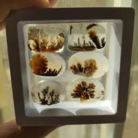 طرح ویژه تعویض شجر با نقره