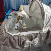 گهواره و تخت کنار مادر