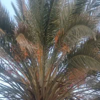 نخل|گل و گیاه طبیعی|شیراز, بید زرد|دیوار