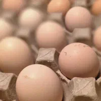 تخم مرغ محلی گلپایگانی