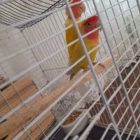 طوطی برزیلی|پرنده|بکتاش, |دیوار