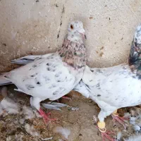 سار هفت رنگ نر و ماده|پرنده|مشهد, جاهد شهر|دیوار