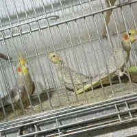 جوجه عروس هلندی