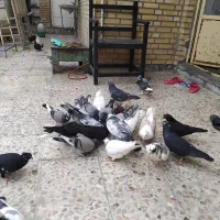 کبوتر|پرنده|خرمشهر, |دیوار